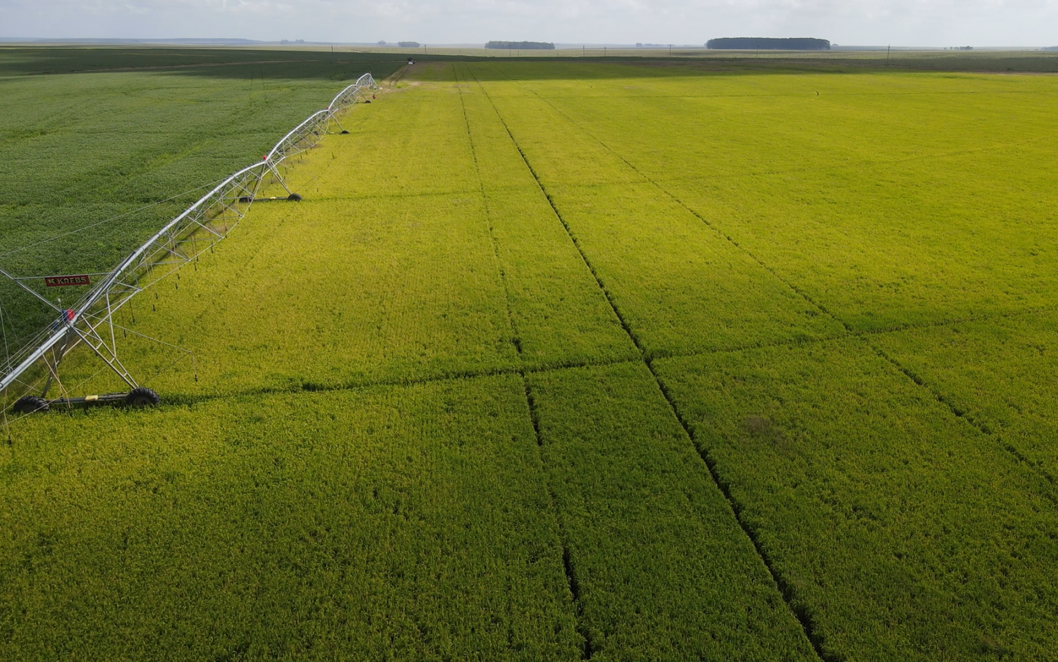 30.000 ha — Gran establecimiento agrícola, arrocero y ganadero – 1