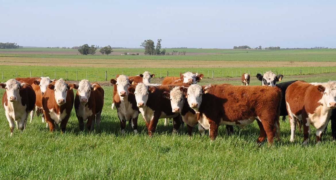 Uruguay quality beef complies with EU demands on deforestation, sustainability and traceability