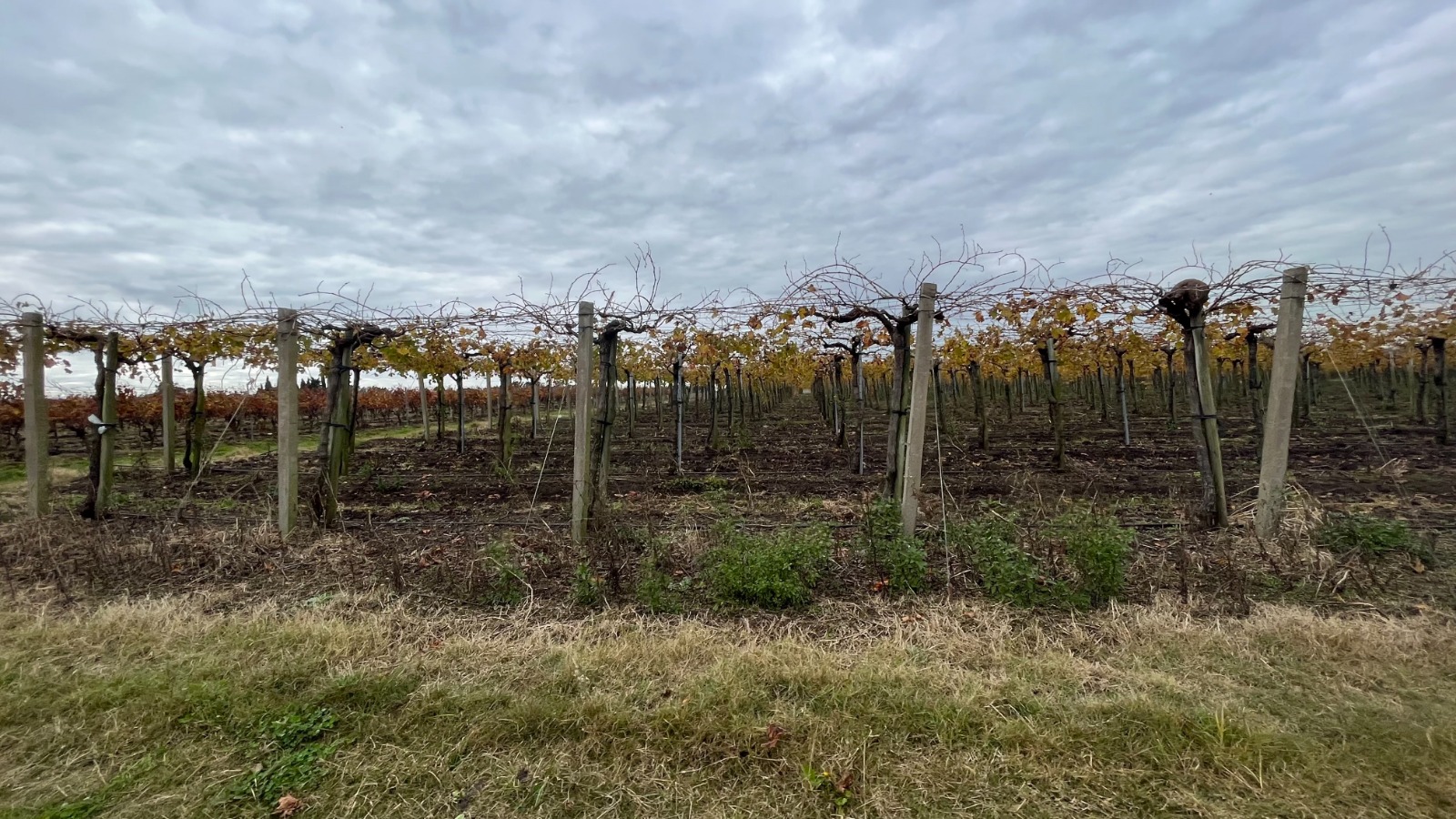 25 ha — Viñedo y bodega en producción en Canelones – 10