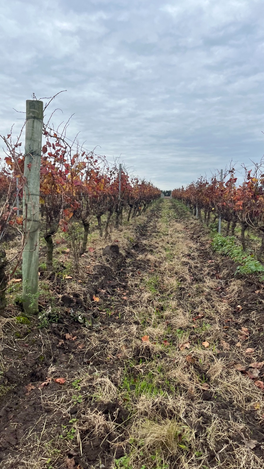 25 ha — Viñedo y bodega en producción en Canelones – 1