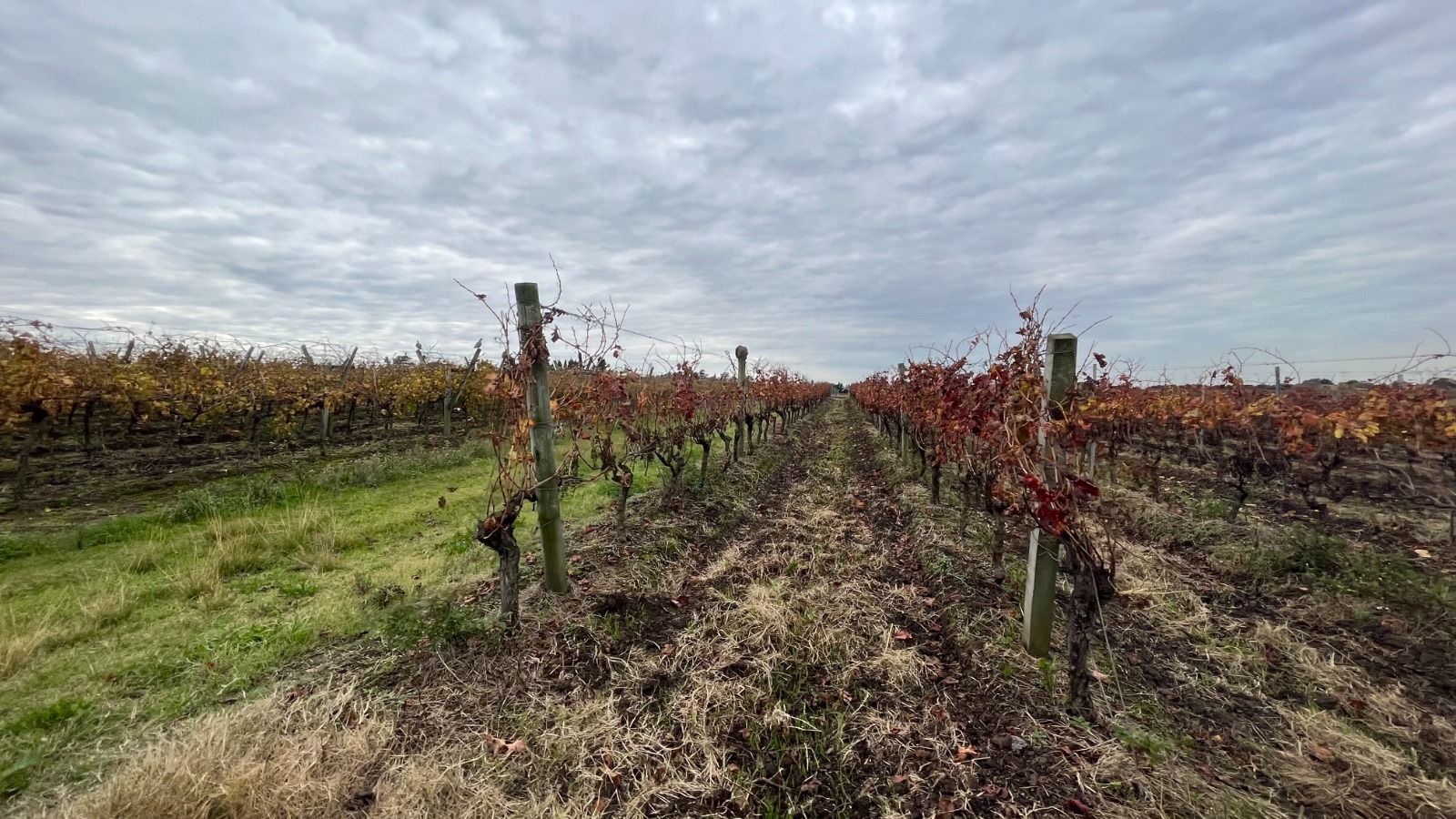 25 ha — Viñedo y bodega en producción en Canelones – 11