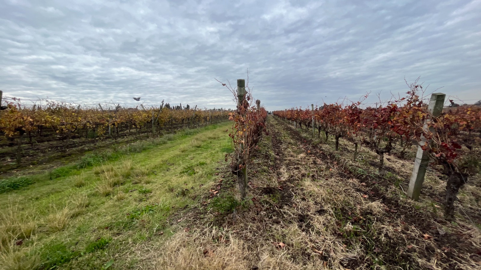 25 ha — Viñedo y bodega en producción en Canelones – 12