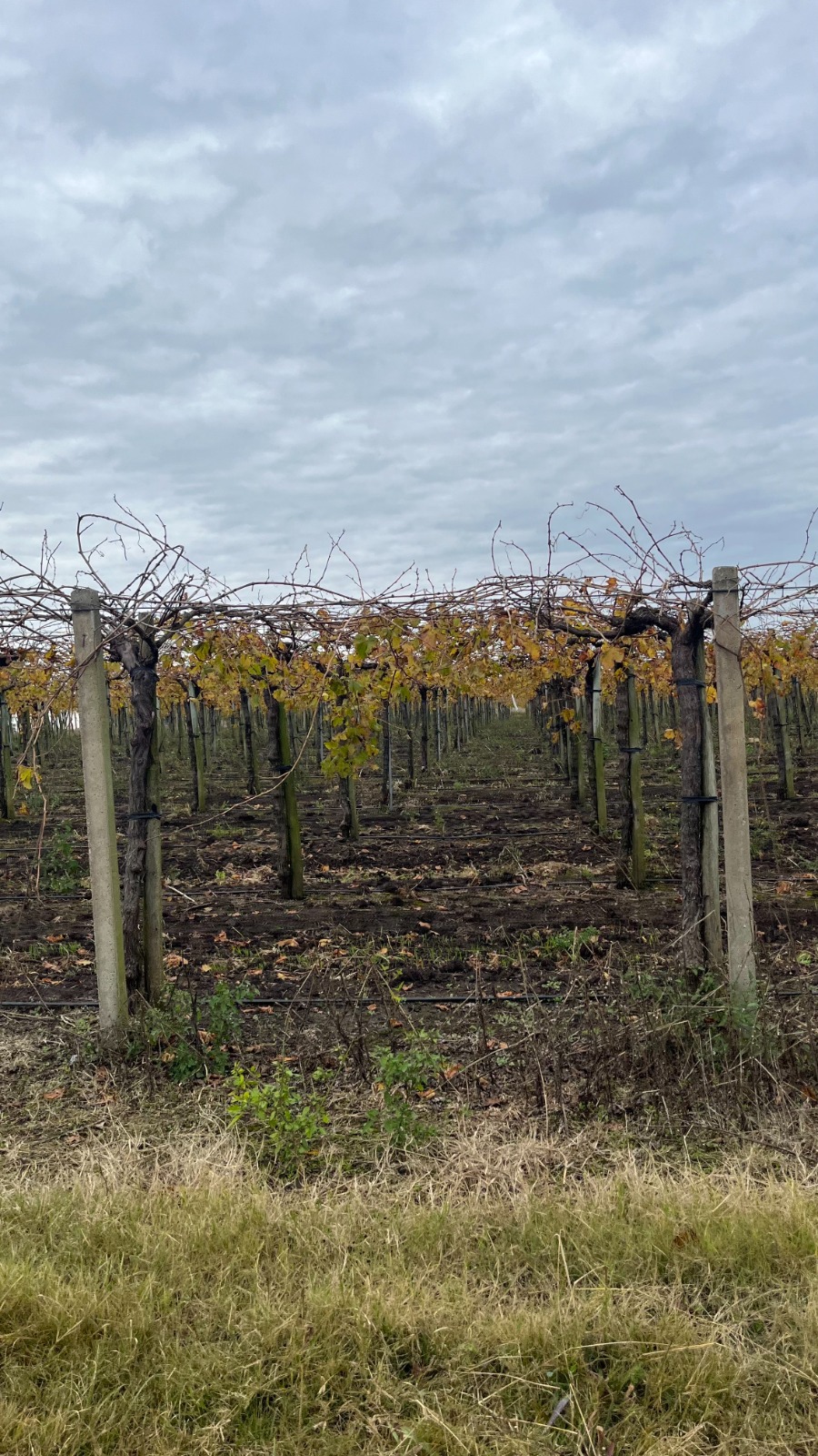 25 ha — Viñedo y bodega en producción en Canelones – 13