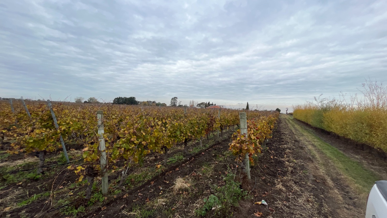 25 ha — Viñedo y bodega en producción en Canelones – 14