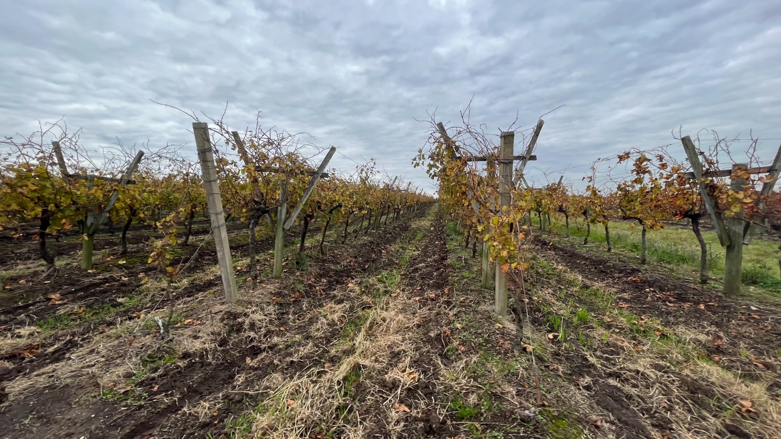25 ha — Viñedo y bodega en producción en Canelones – 15