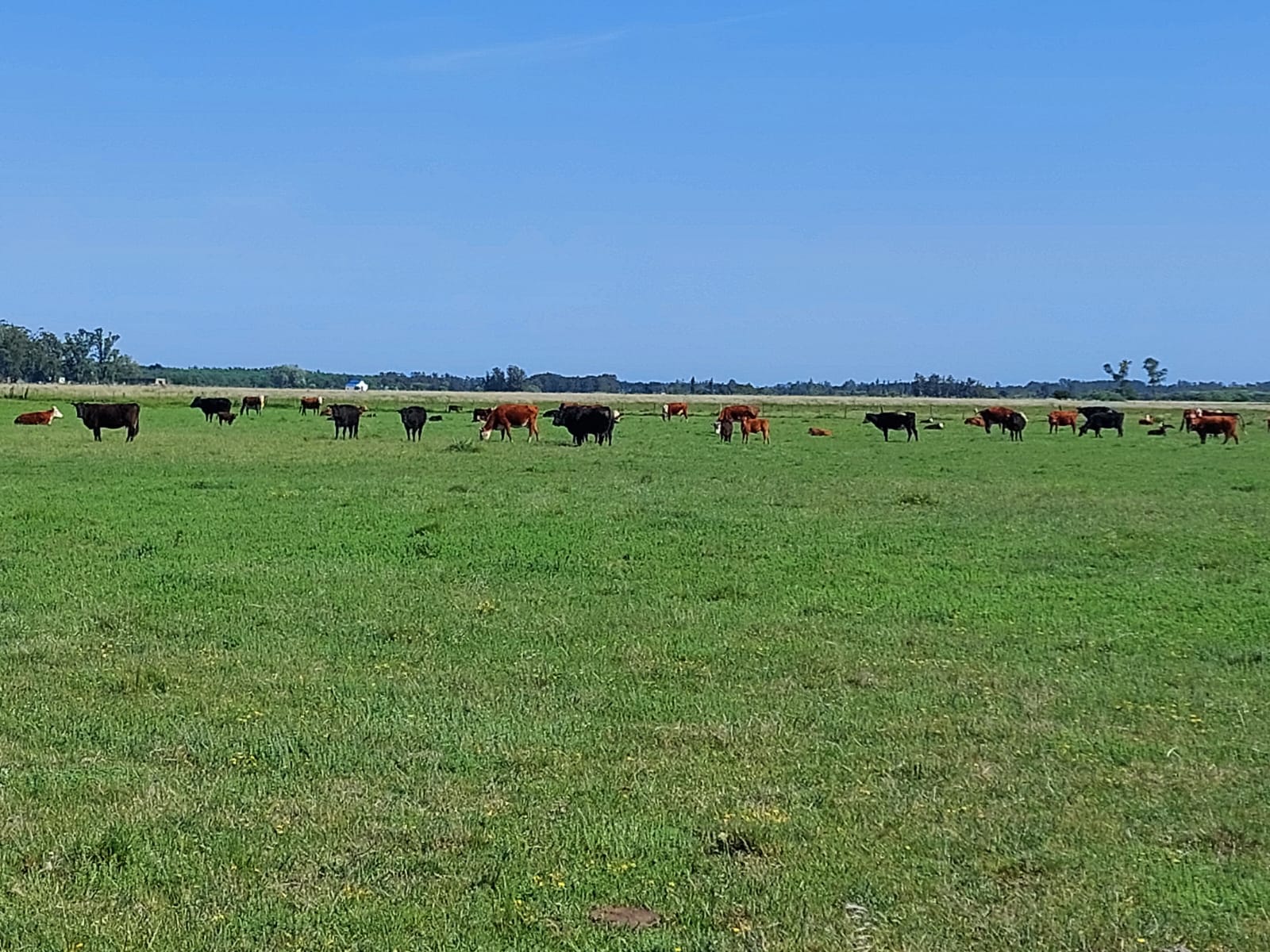82 ha agrícolas y de estilo de vida en Canelones – 5