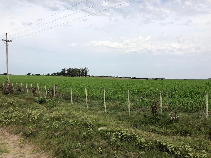179 ha en Colonia — Juan Lacaze (actualmente tambo) – 1