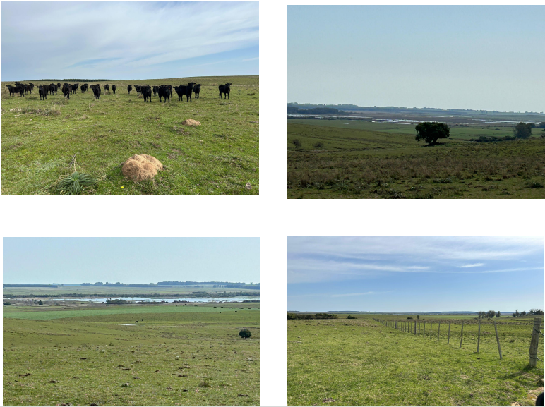 828 ha ganaderas y forestales en Durazno (La Paloma) – 3