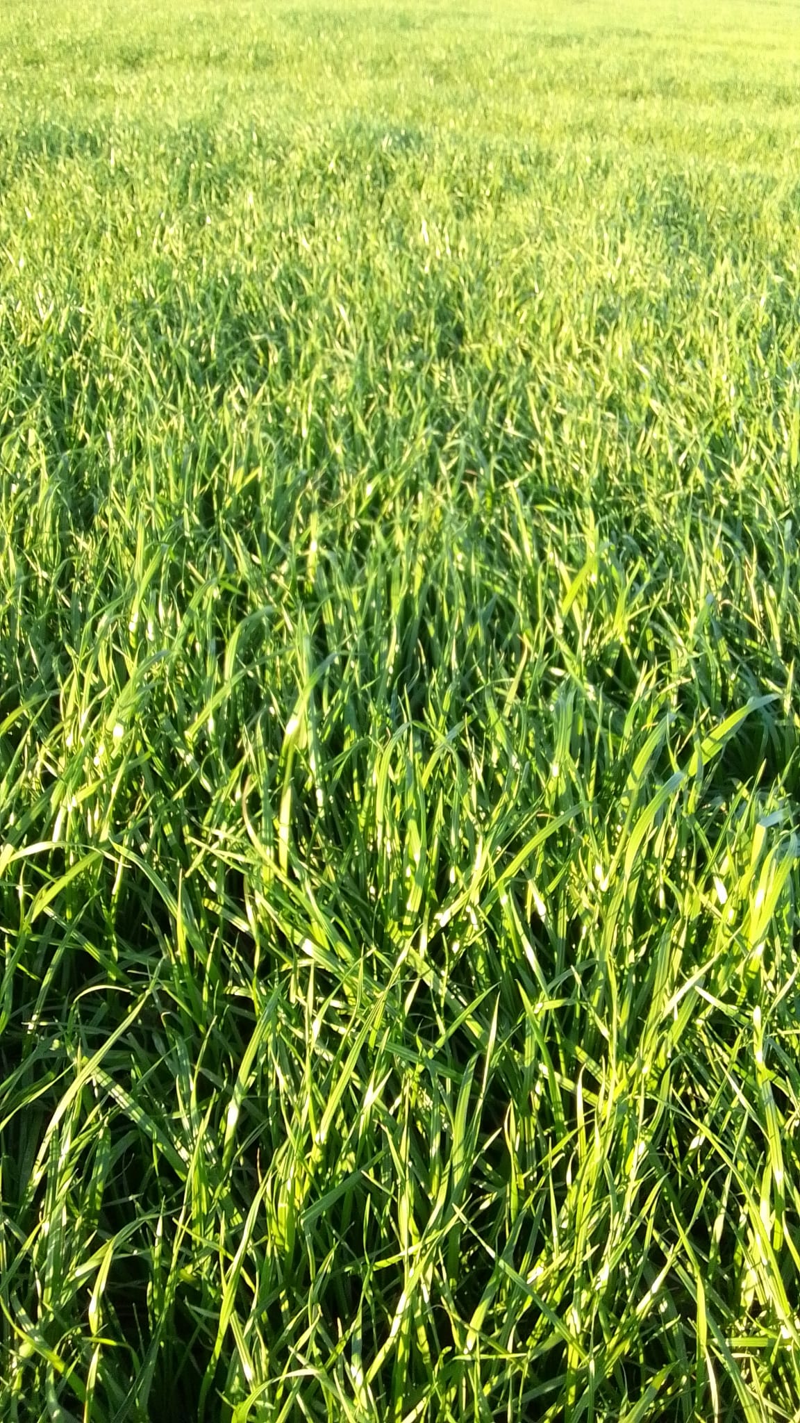 1.549 ha — Campo con aptitud agrícola, ganadera y forestal en Casupa – 3