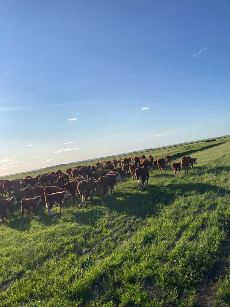 1.549 ha — Campo con aptitud agrícola, ganadera y forestal en Casupa – 4