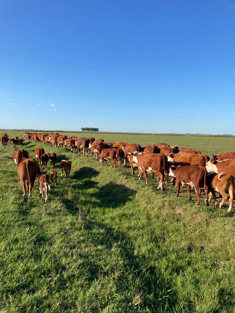 1.549 ha — Campo con aptitud agrícola, ganadera y forestal en Casupa – 5