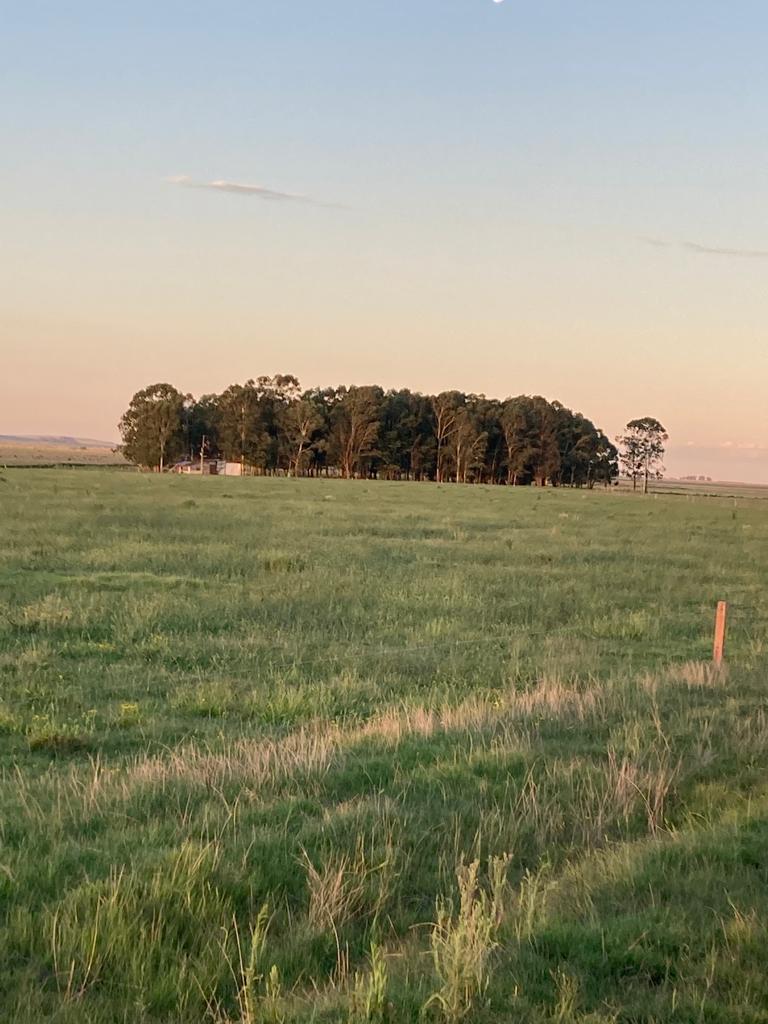 1.549 ha — Campo con aptitud agrícola, ganadera y forestal en Casupa – 7