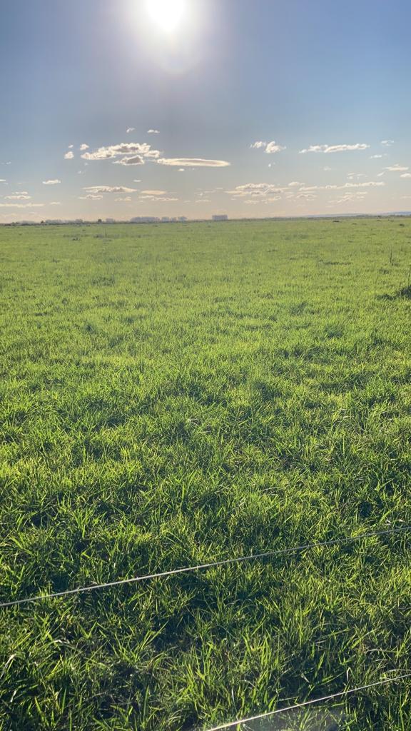 1.549 ha — Campo con aptitud agrícola, ganadera y forestal en Casupa – 8