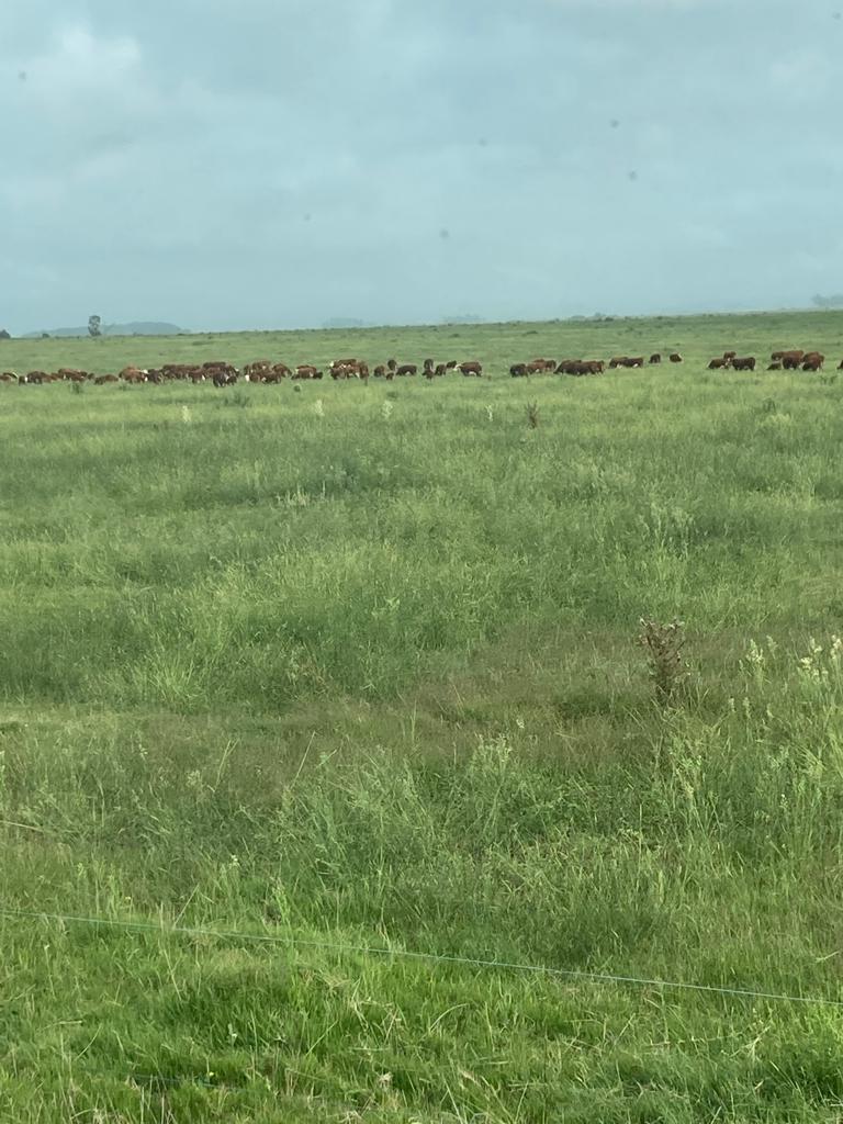 1.549 ha — Campo con aptitud agrícola, ganadera y forestal en Casupa – 9