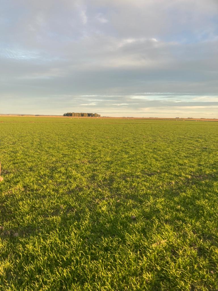1.549 ha — Campo con aptitud agrícola, ganadera y forestal en Casupa – 10