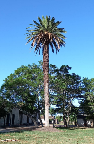 514 ha agrícola-ganaderas en Florida – 2