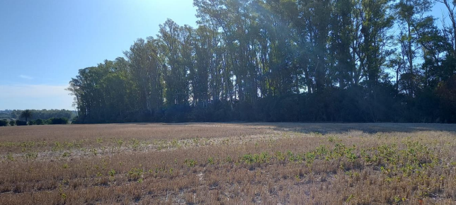 514 ha agrícola-ganaderas en Florida – 5
