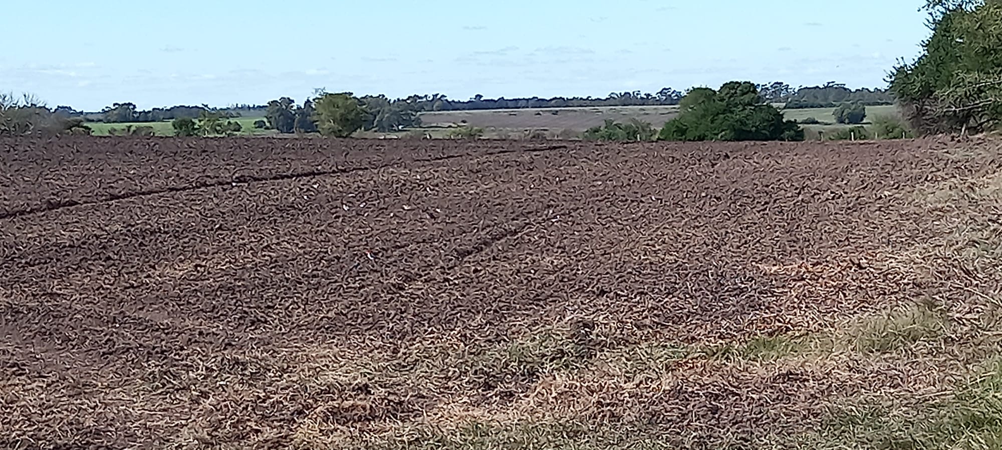 514 ha agrícola-ganaderas en Florida – 13