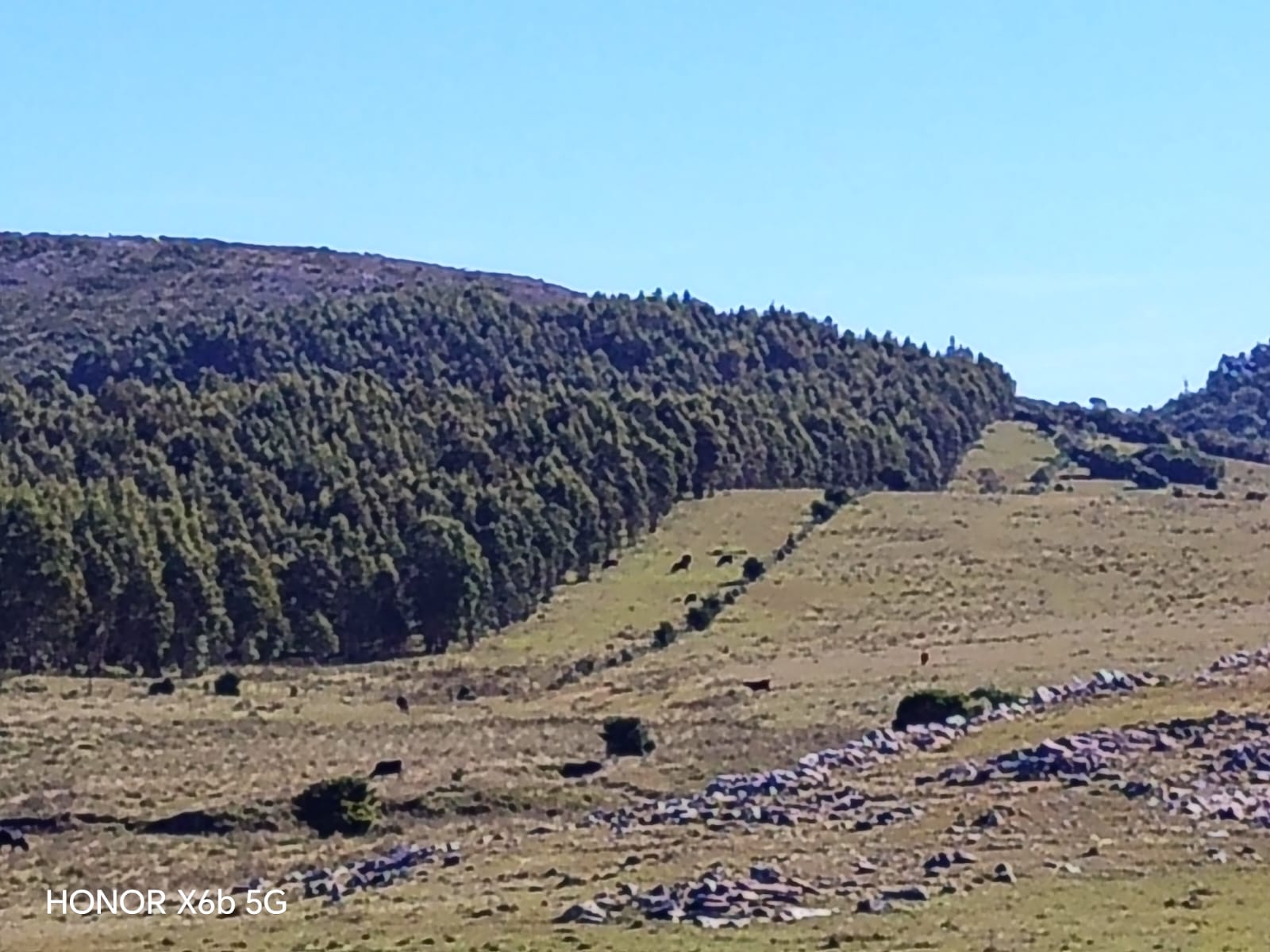 145 ha de naturaleza pura y potencial forestal en Lavalleja – 2