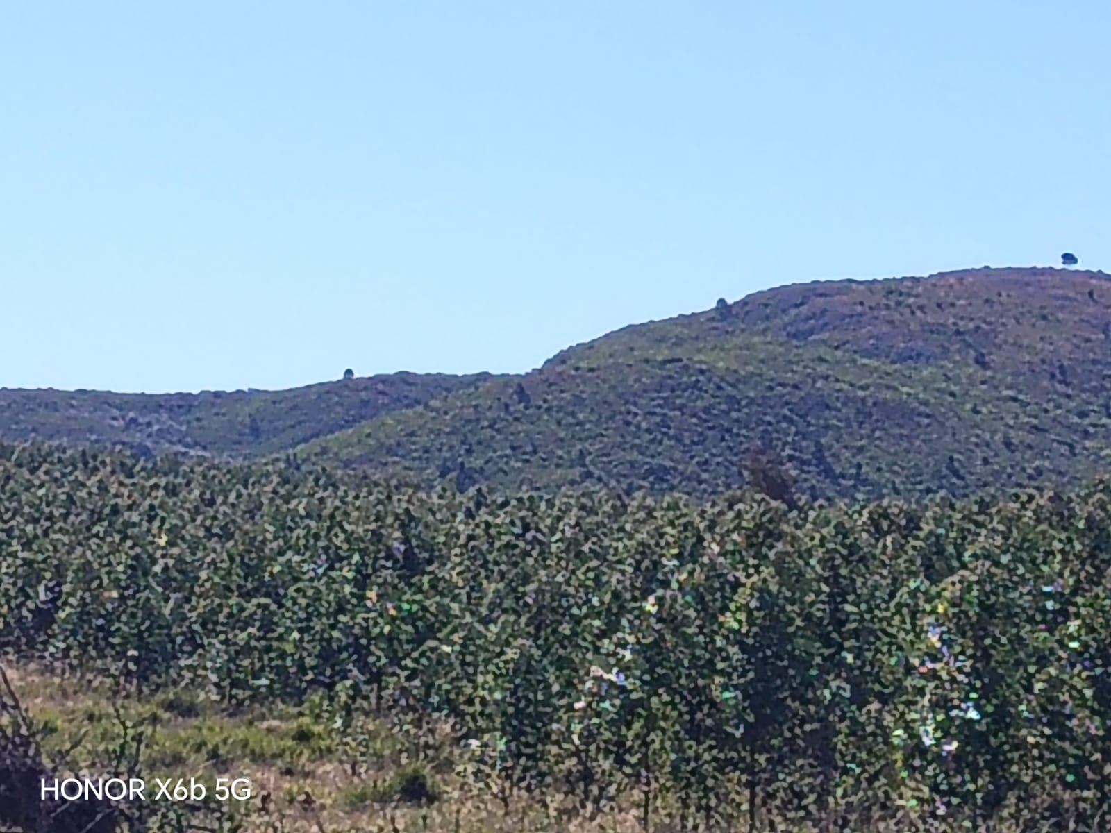 145 ha de naturaleza pura y potencial forestal en Lavalleja – 3