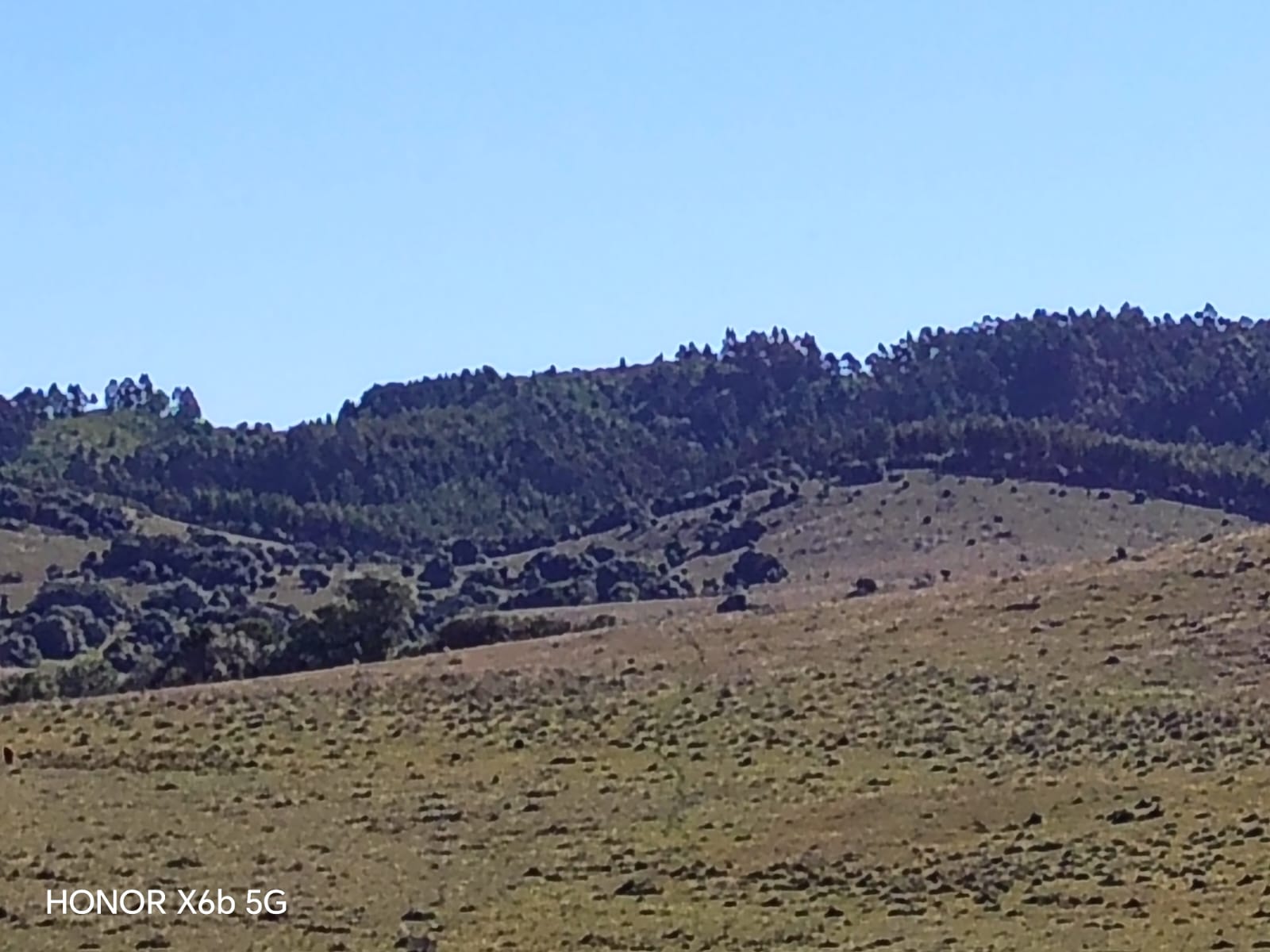 145 ha de naturaleza pura y potencial forestal en Lavalleja – 5