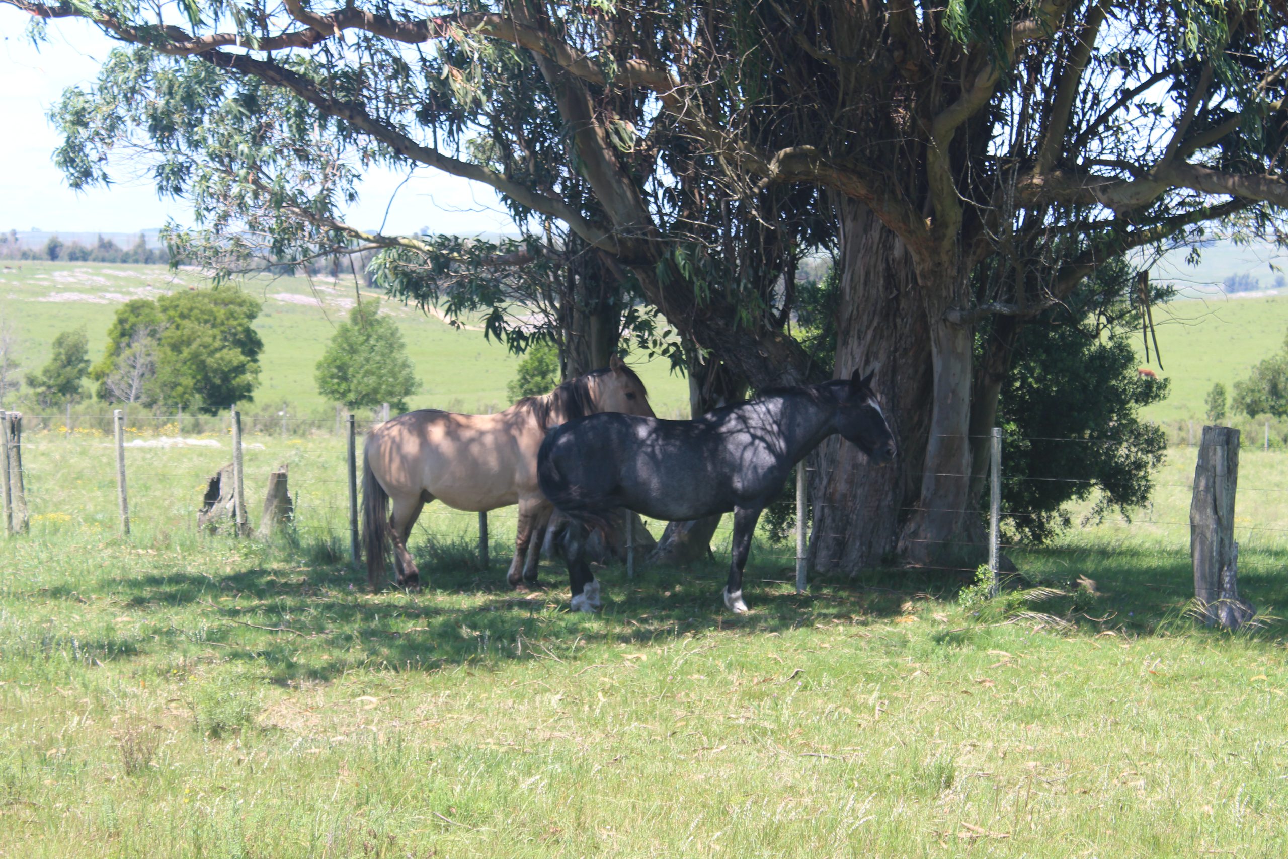 17 ha — Pequeña chacra de estilo de vida en Lavalleja – 5
