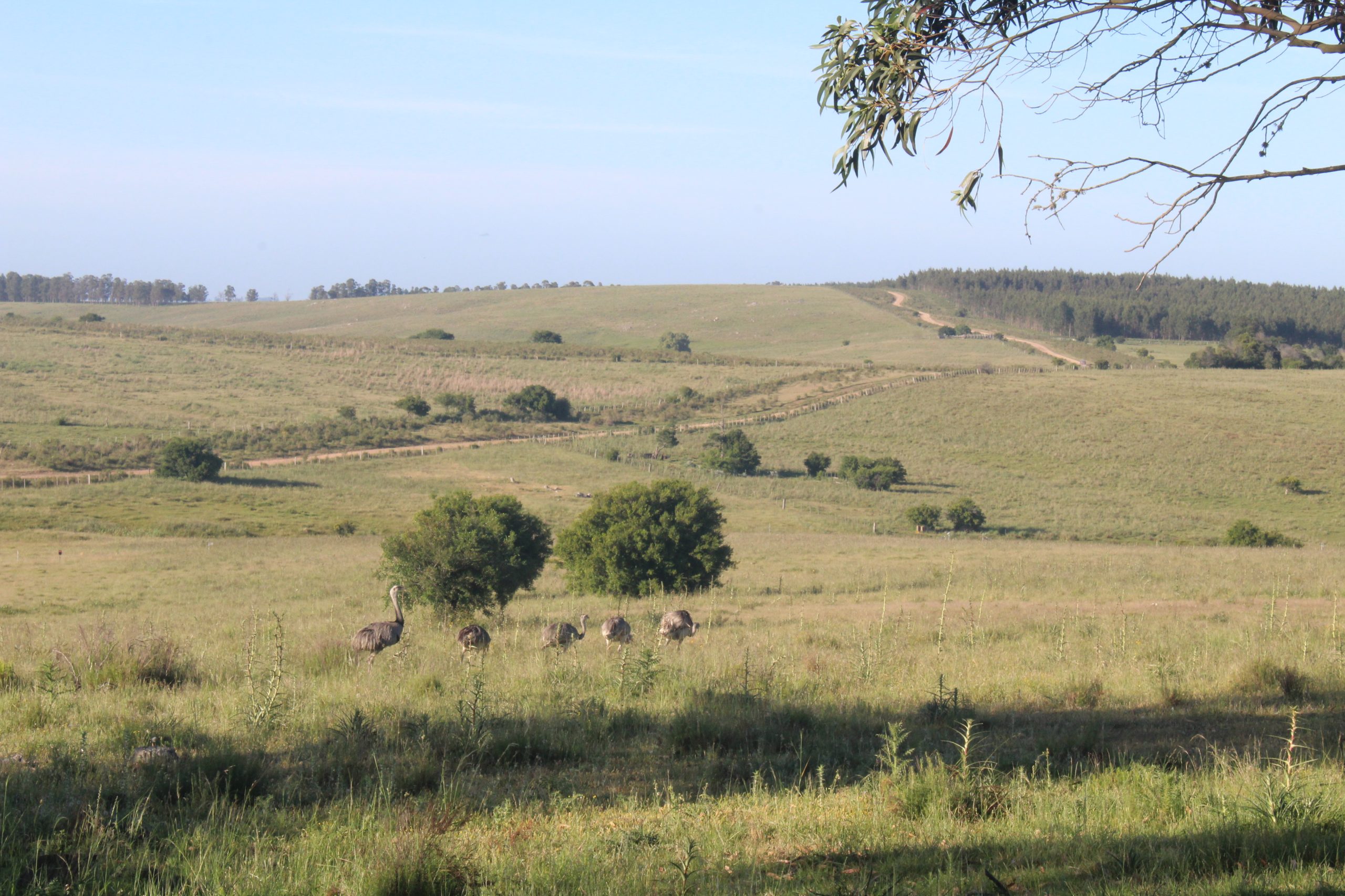 17 ha — Pequeña chacra de estilo de vida en Lavalleja – 8