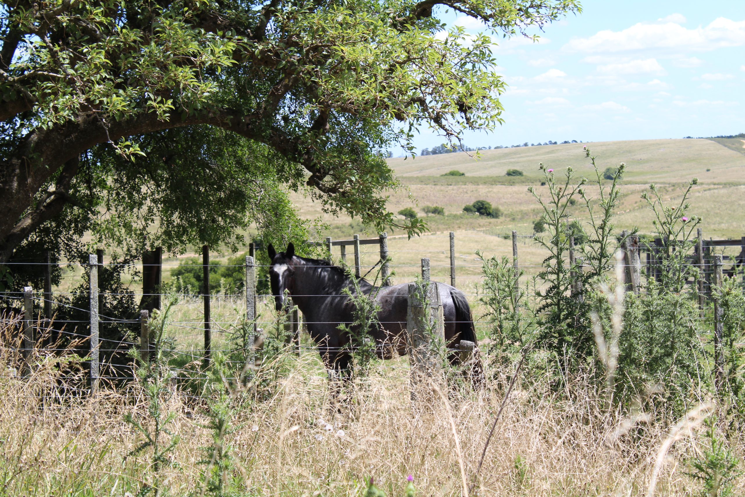 17 ha — Pequeña chacra de estilo de vida en Lavalleja – 11