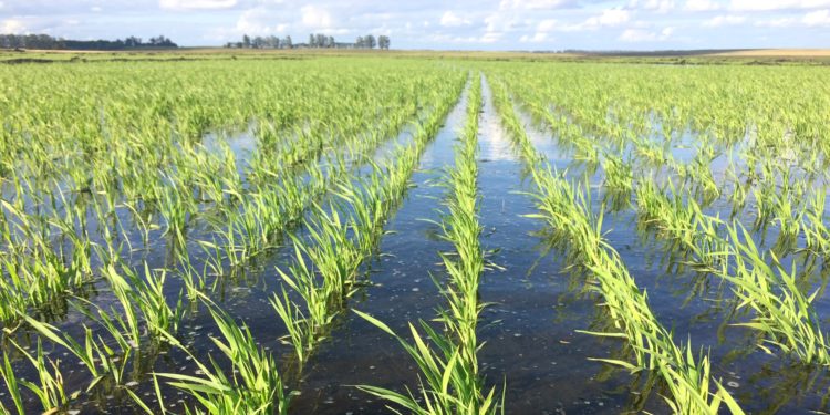 7.000 ha — Establecimiento agrícola-ganadero en Lavalleja – 1