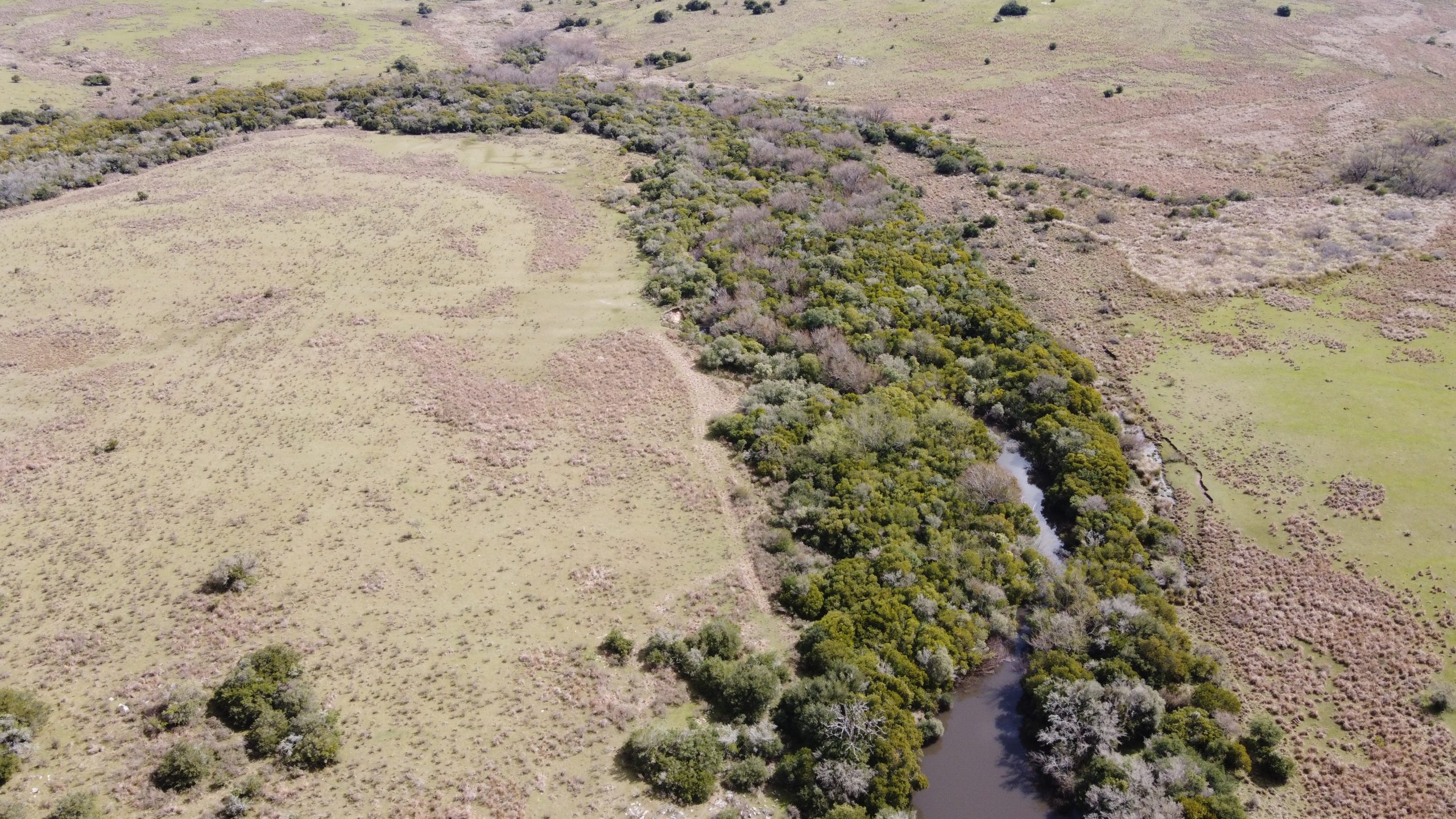 70 ha ganaderas y 100% forestales en Lavalleja (Chamamé) – 2