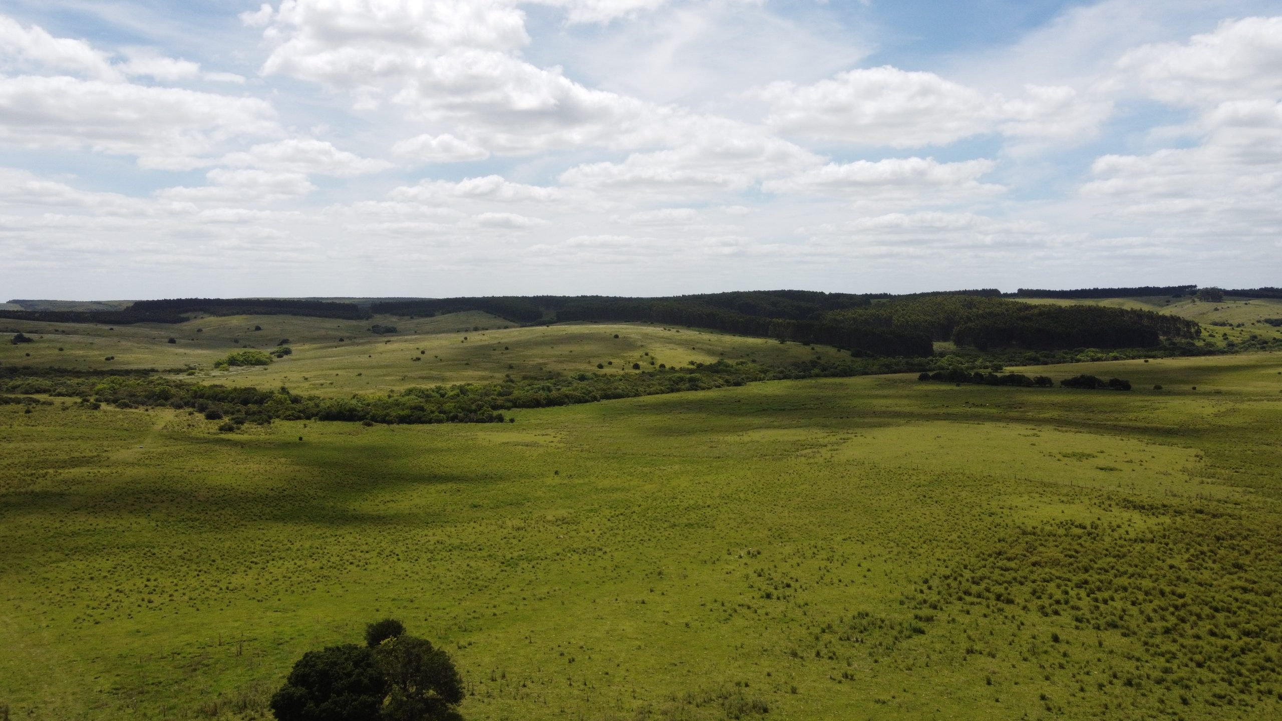 70 ha ganaderas y 100% forestales en Lavalleja (Chamamé) – 4