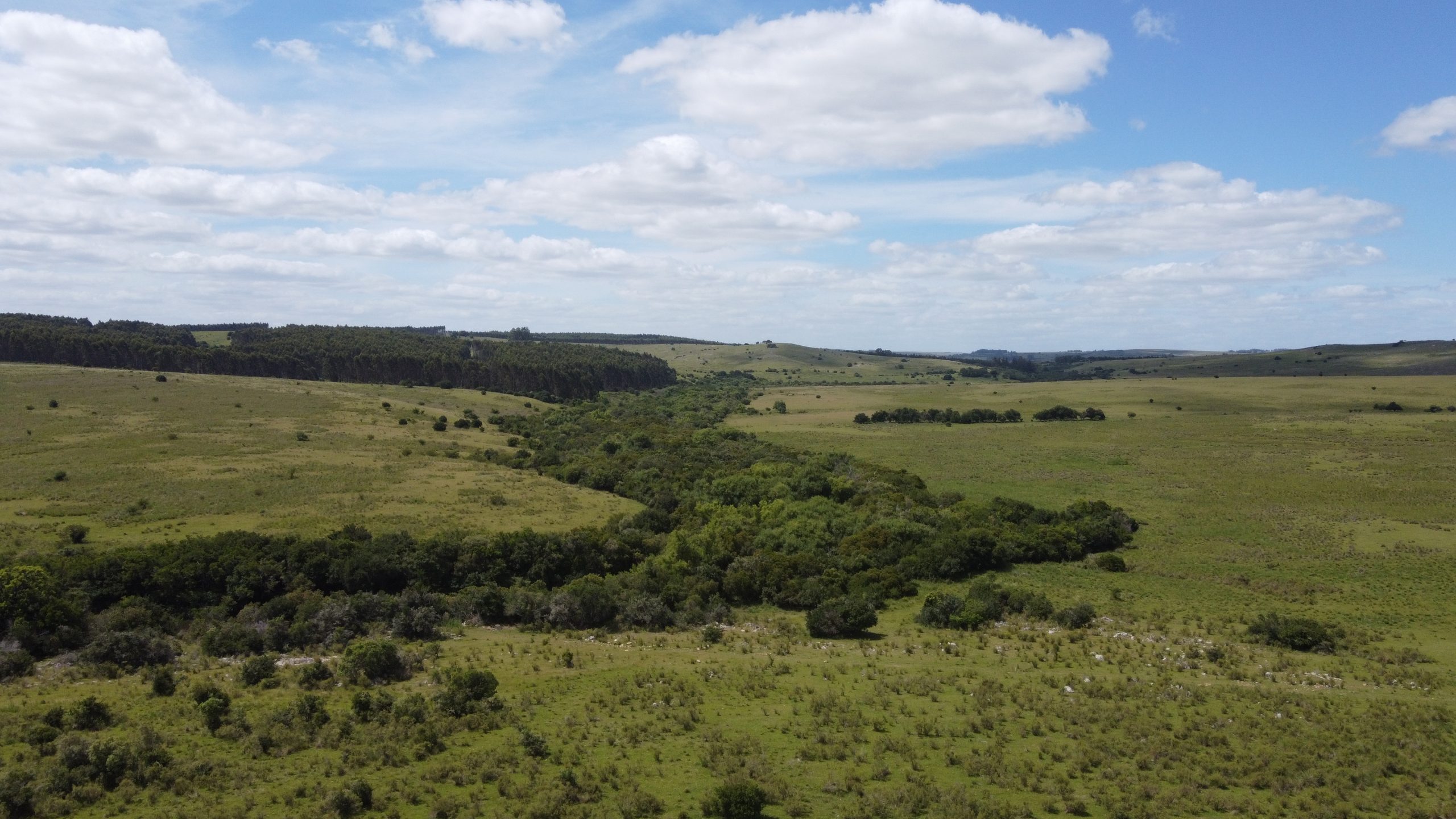 70 ha ganaderas y 100% forestales en Lavalleja (Chamamé) – 9