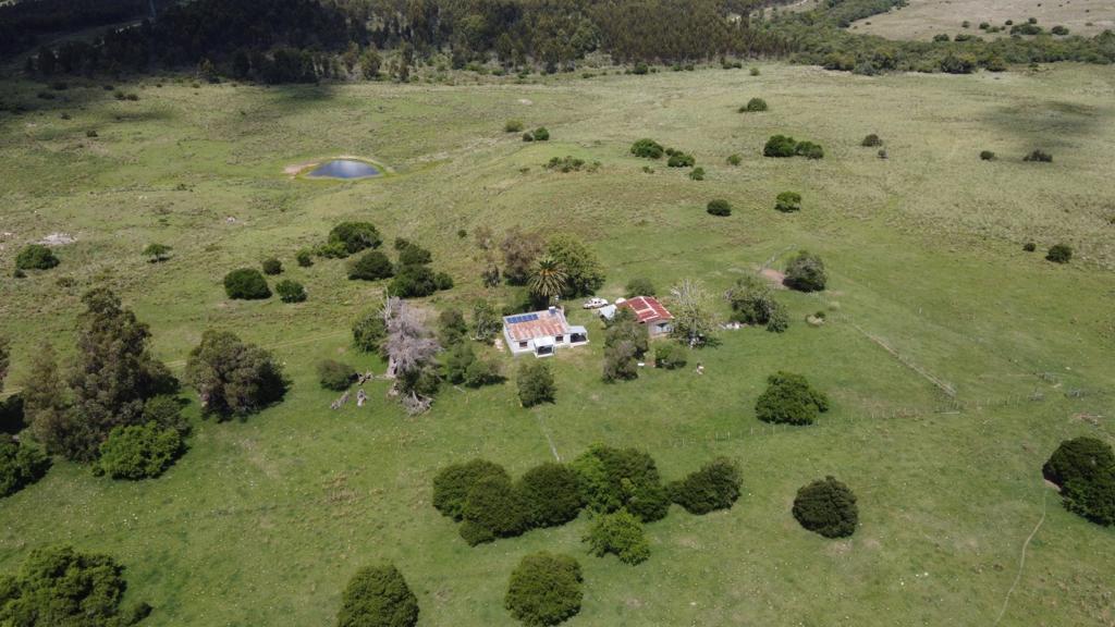 70 ha ganaderas y 100% forestales en Lavalleja (Chamamé) – 12