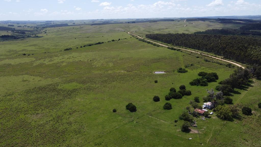 70 ha ganaderas y 100% forestales en Lavalleja (Chamamé) – 13