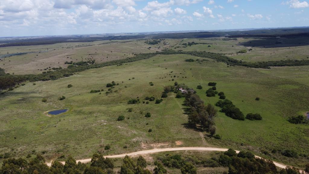 70 ha ganaderas y 100% forestales en Lavalleja (Chamamé) – 14
