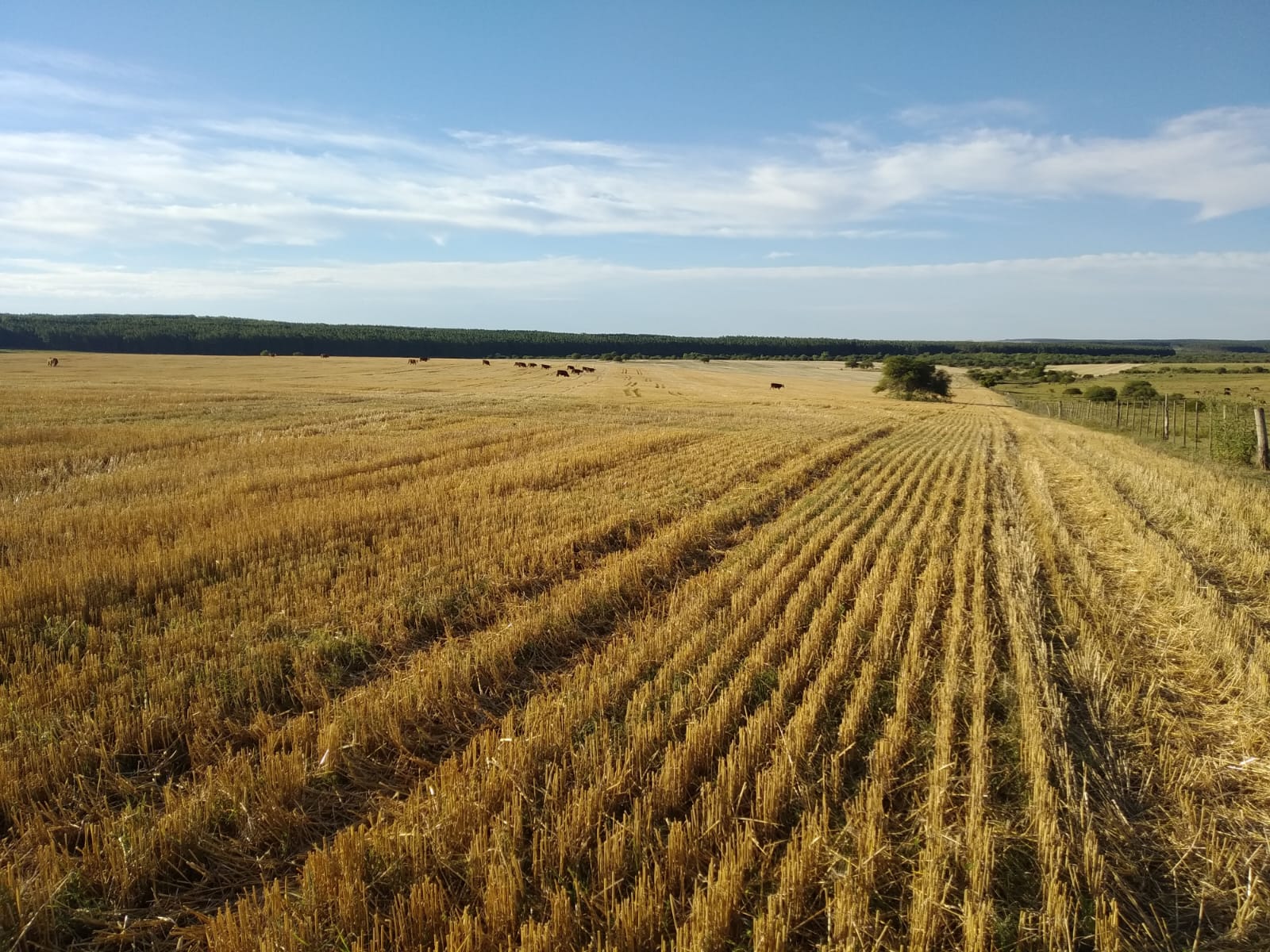 500 ha con 100% de prioridad forestal en Paysandú – 2