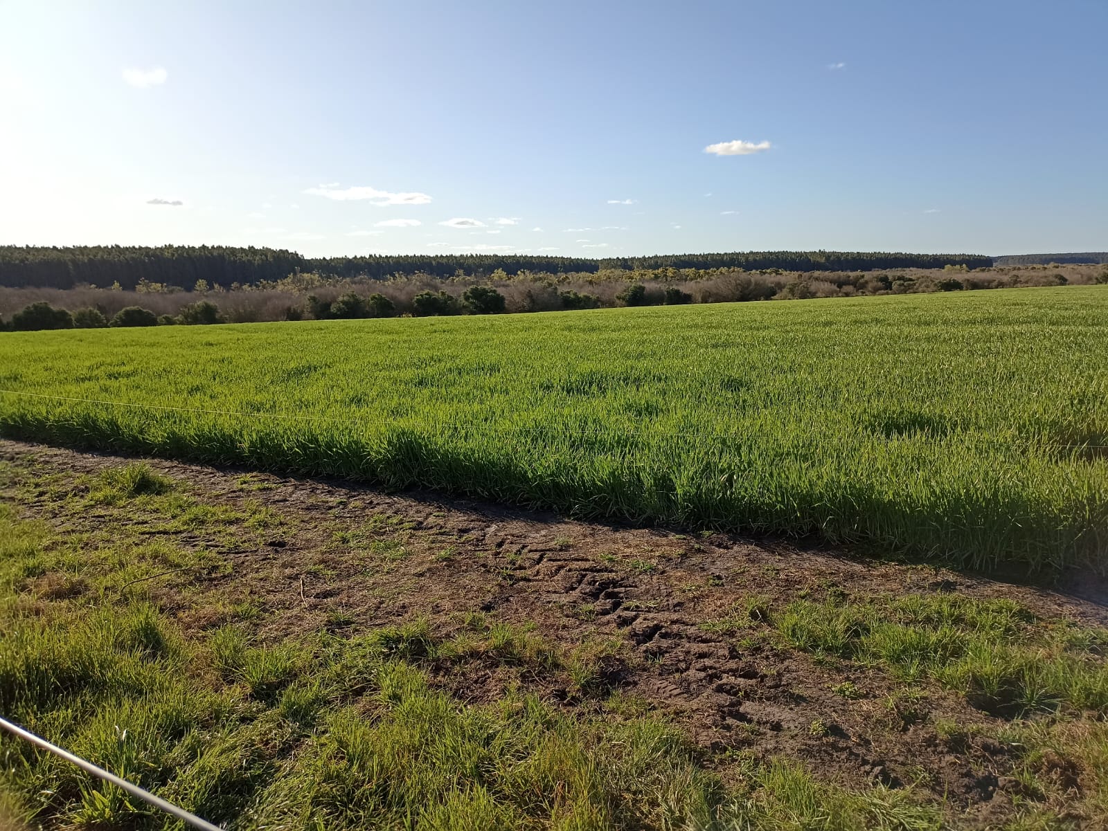 500 ha con 100% de prioridad forestal en Paysandú – 3