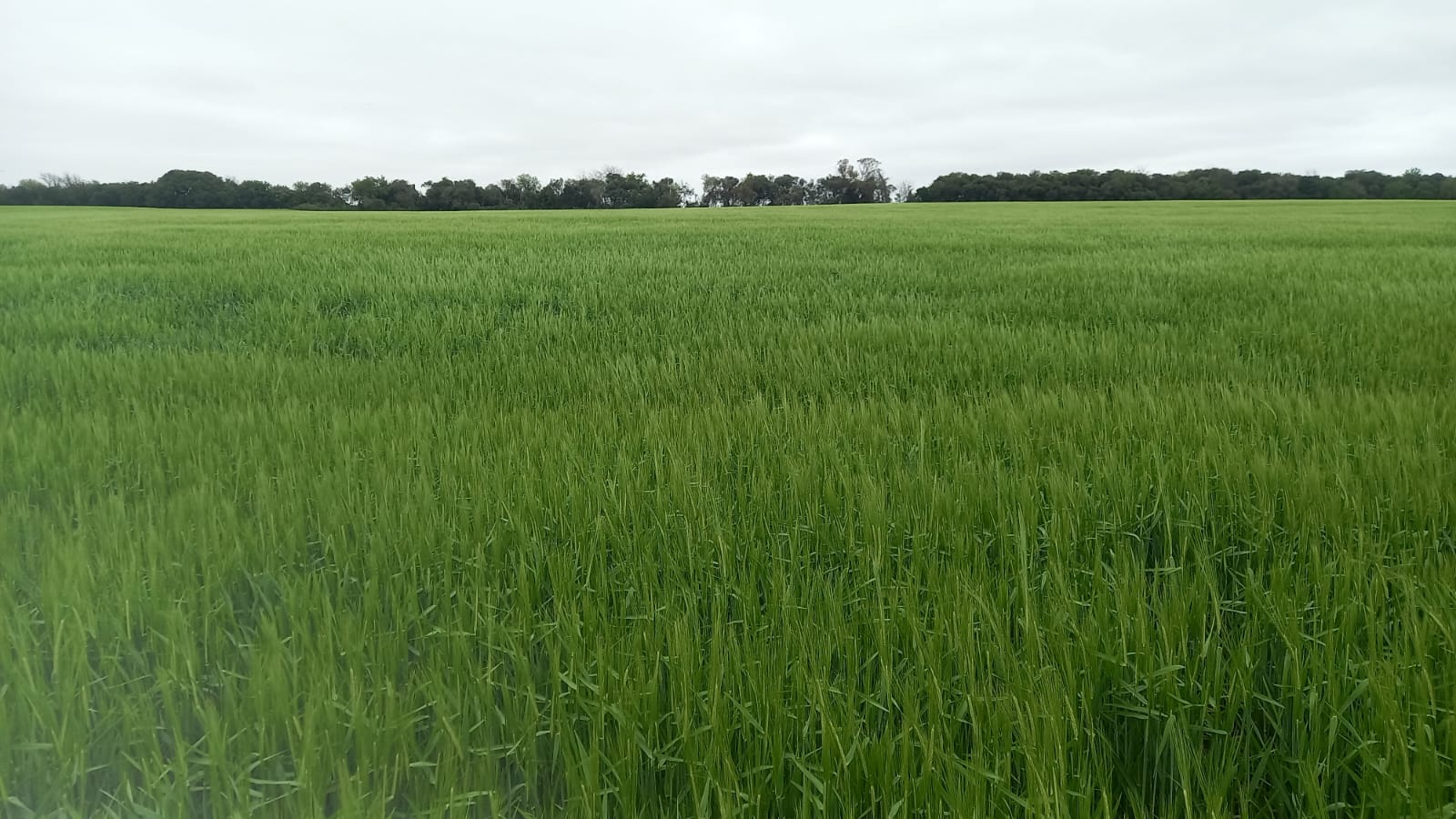 151 ha agrícolas (chacra) en Río Negro – 1