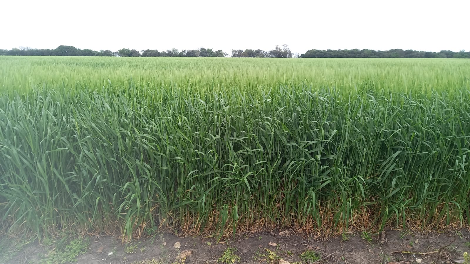 151 ha agrícolas (chacra) en Río Negro – 2