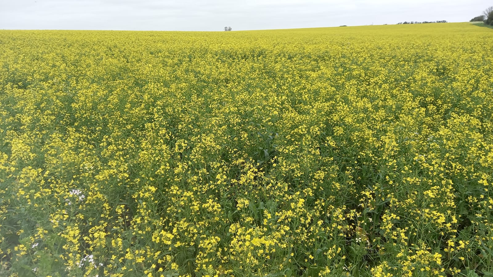 151 ha agrícolas (chacra) en Río Negro – 3