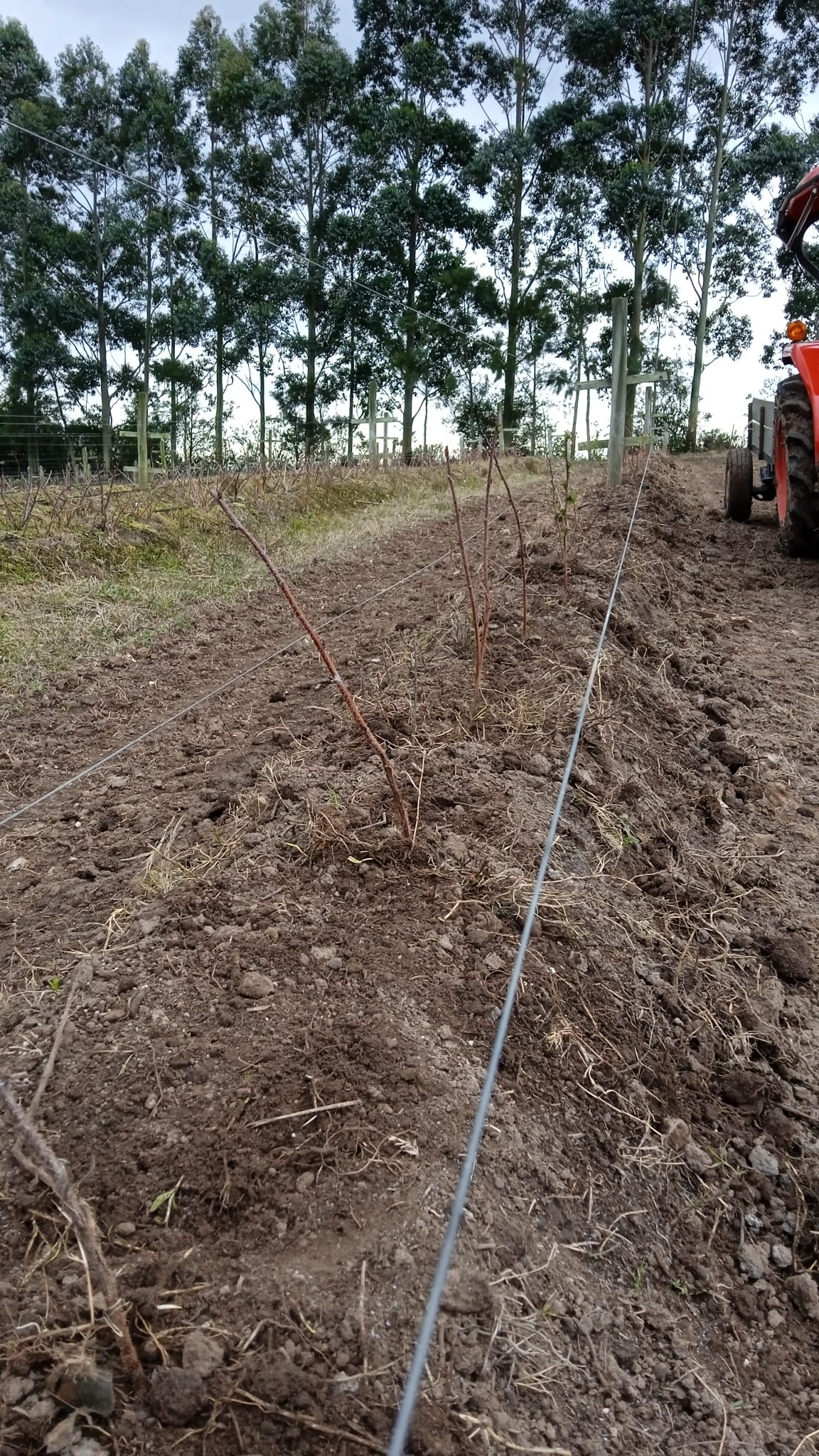 15 ha — Chacra de frutales en Rocha, cerca del mar – 4