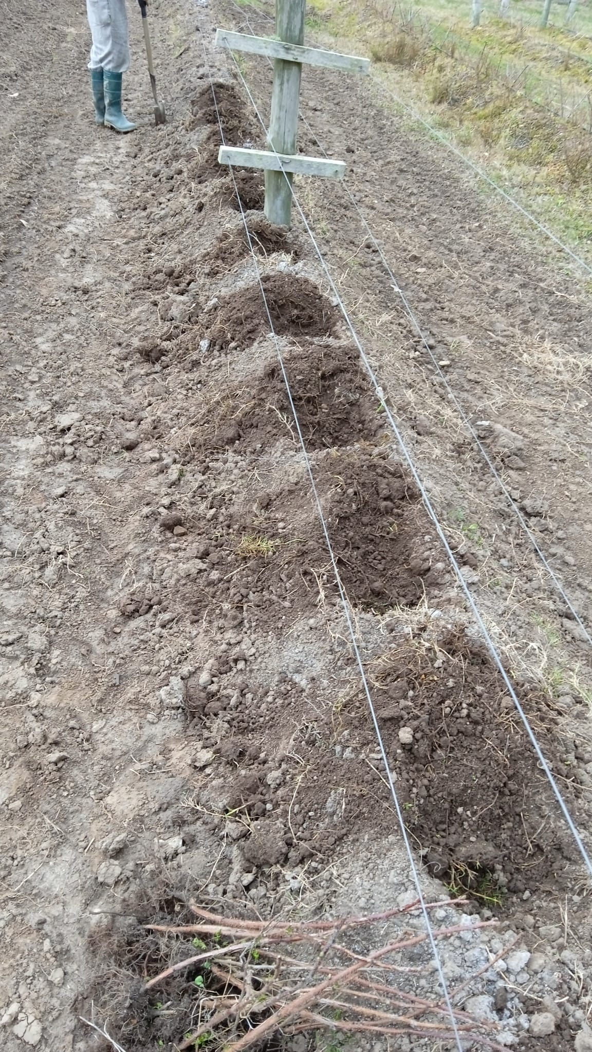 15 ha — Chacra de frutales en Rocha, cerca del mar – 5