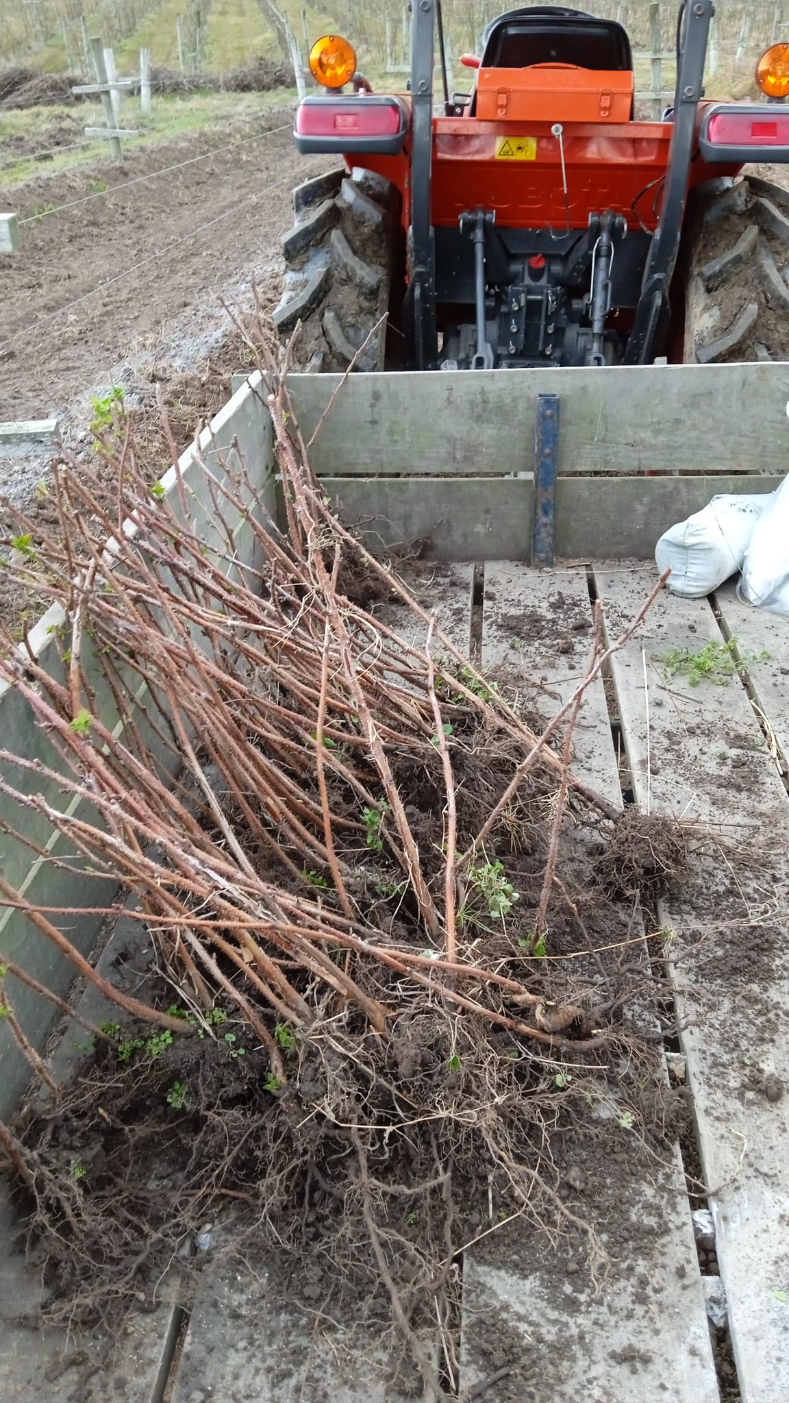 15 ha — Chacra de frutales en Rocha, cerca del mar – 6