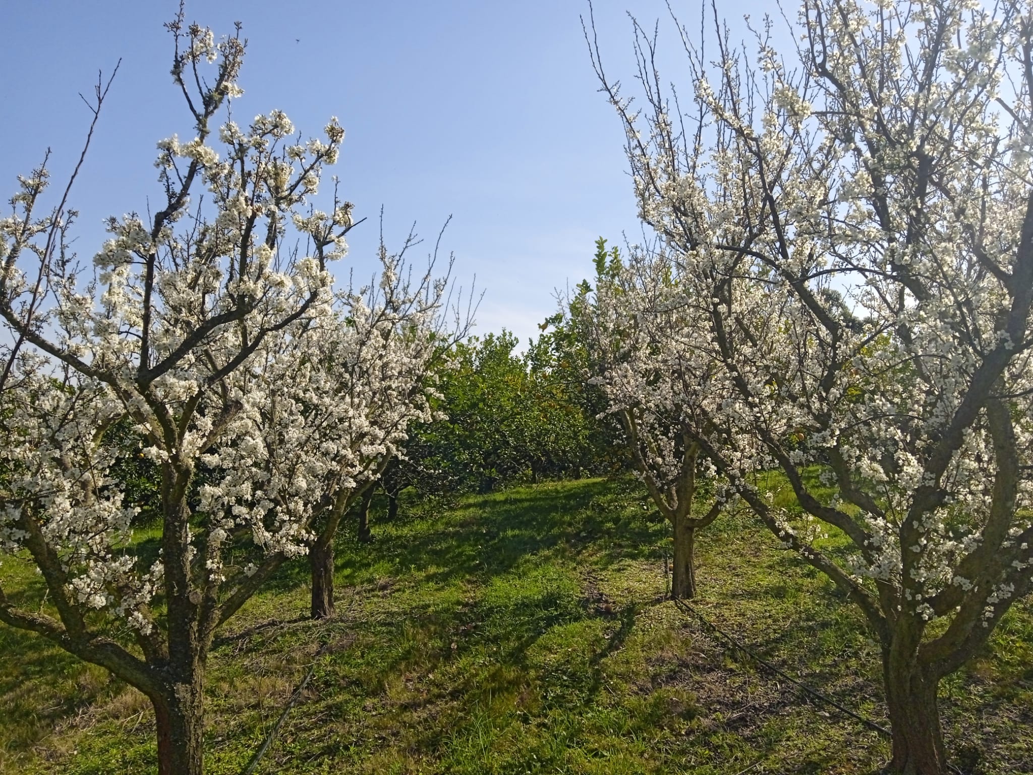 15 ha — Chacra de frutales en Rocha, cerca del mar – 7