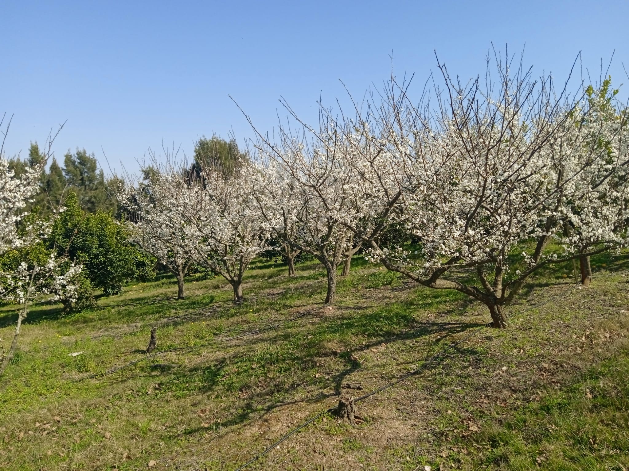 15 ha — Chacra de frutales en Rocha, cerca del mar – 8