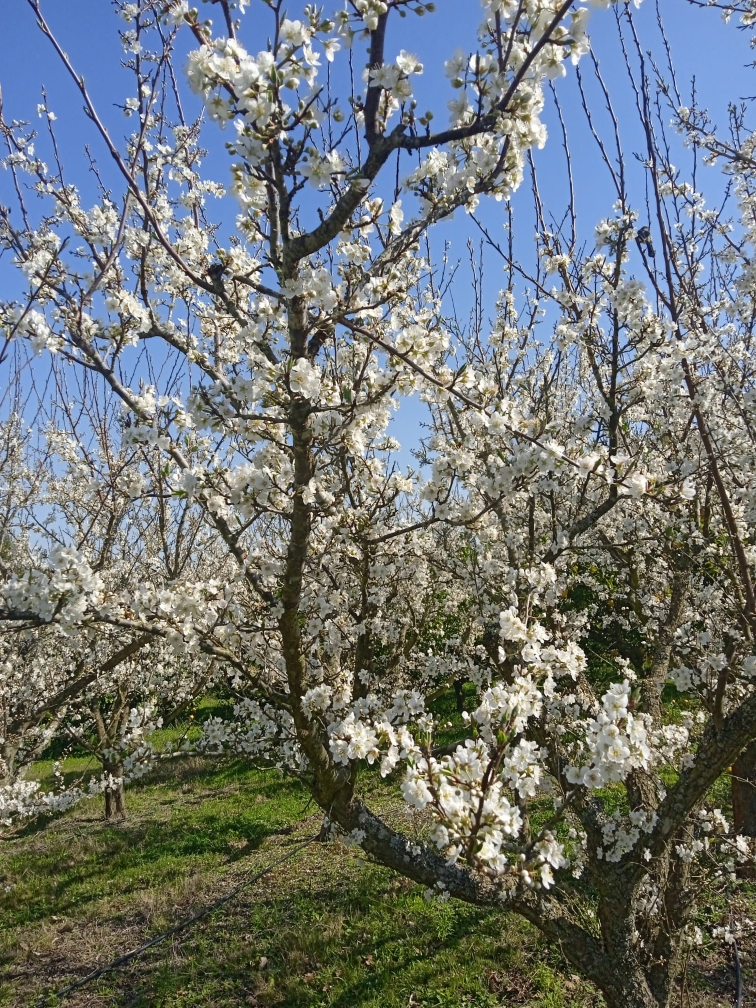 15 ha — Chacra de frutales en Rocha, cerca del mar – 9