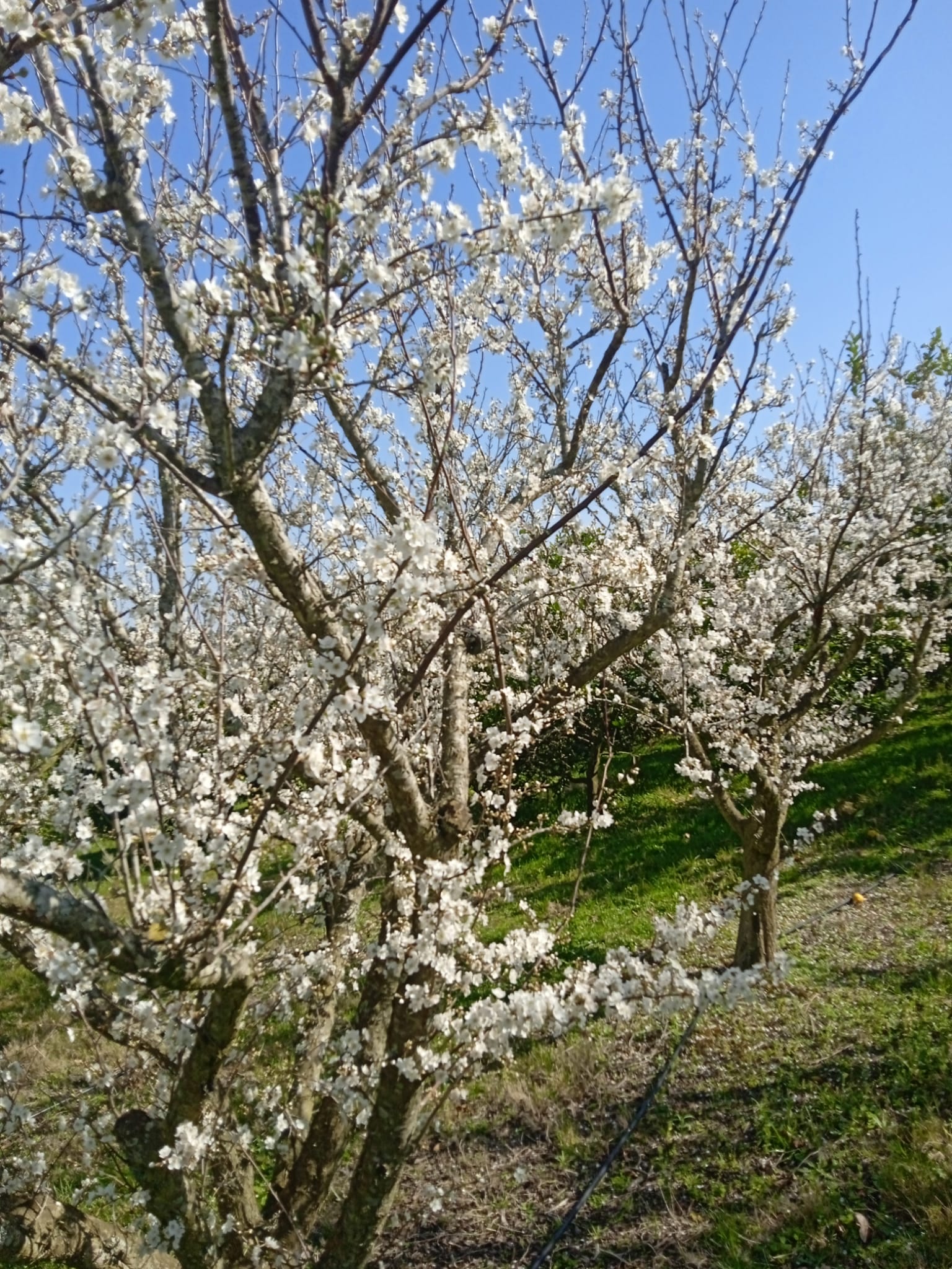 15 ha — Chacra de frutales en Rocha, cerca del mar – 10