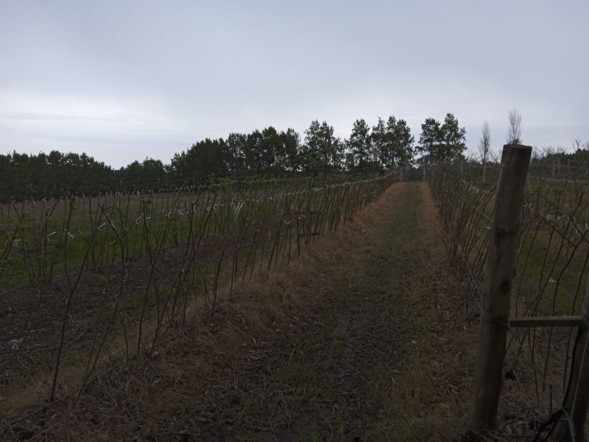 15 ha — Chacra de frutales en Rocha, cerca del mar – 11