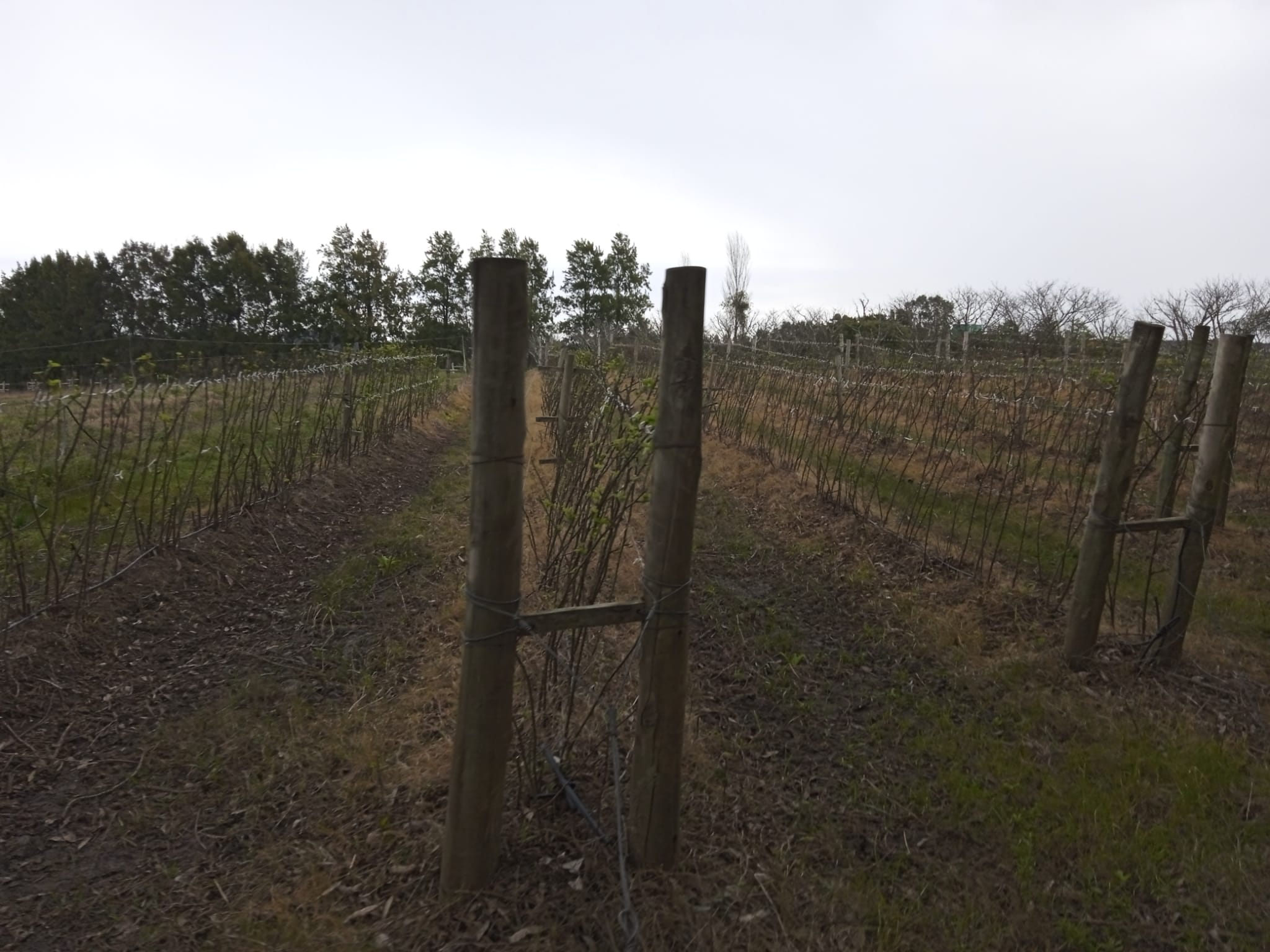 15 ha — Chacra de frutales en Rocha, cerca del mar – 12
