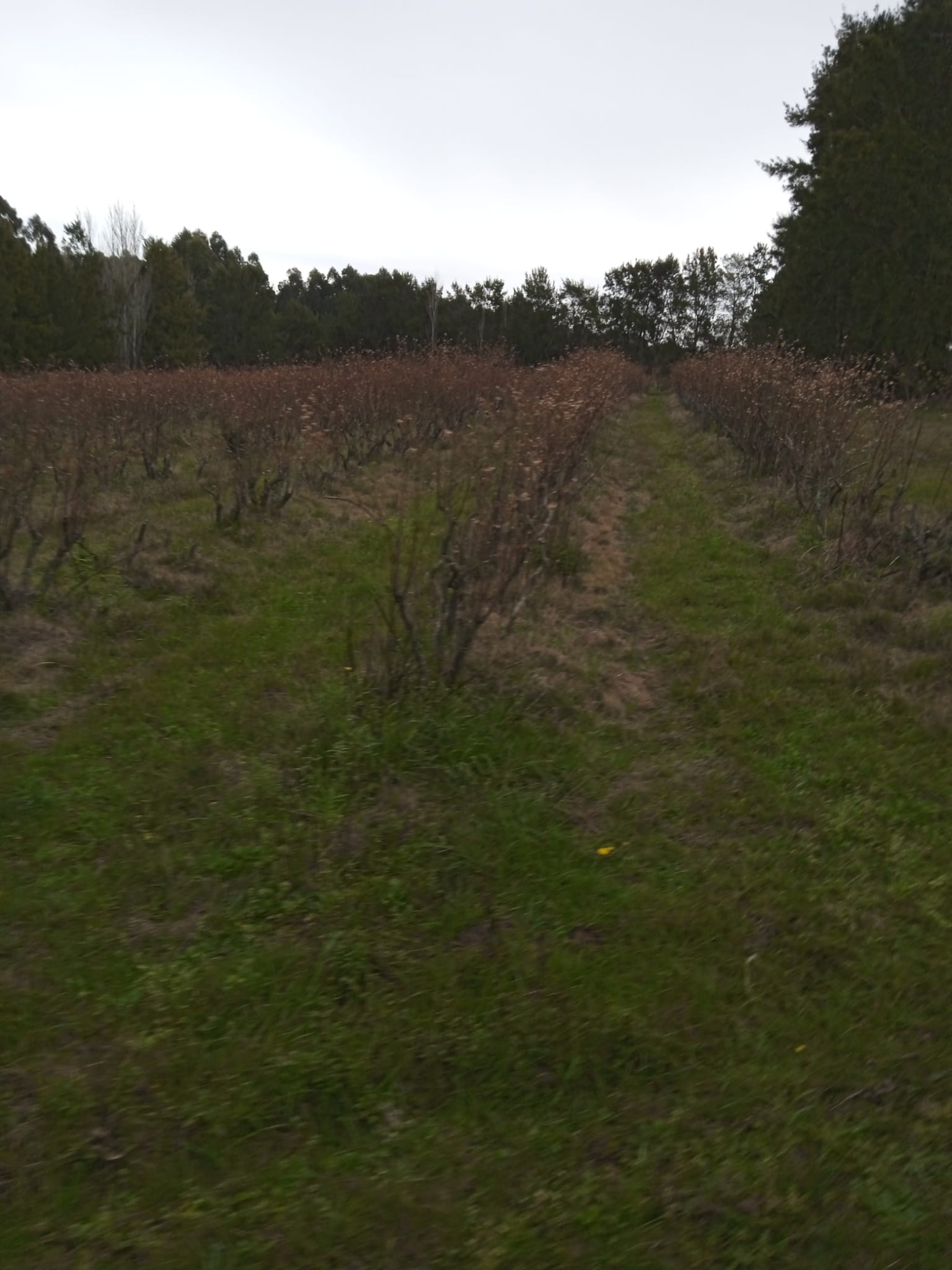 15 ha — Chacra de frutales en Rocha, cerca del mar – 13
